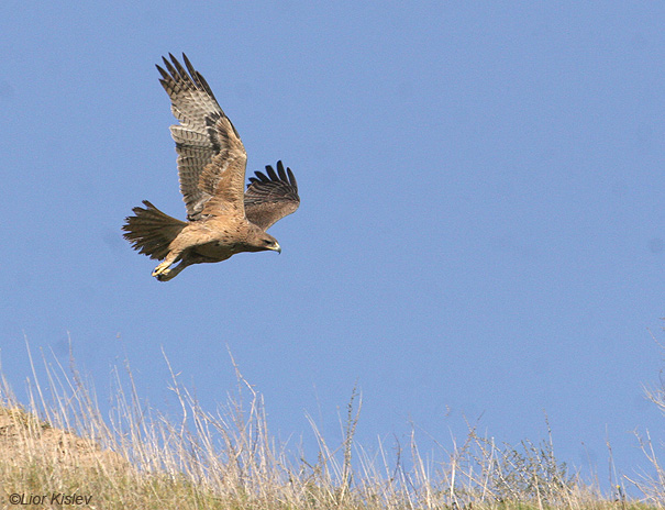 עיט ניצי Bonellis Eagle Hieraaetus fasciatus                              עמק בית שאן,ינואר 2008.צלם:ליאור כסלו.